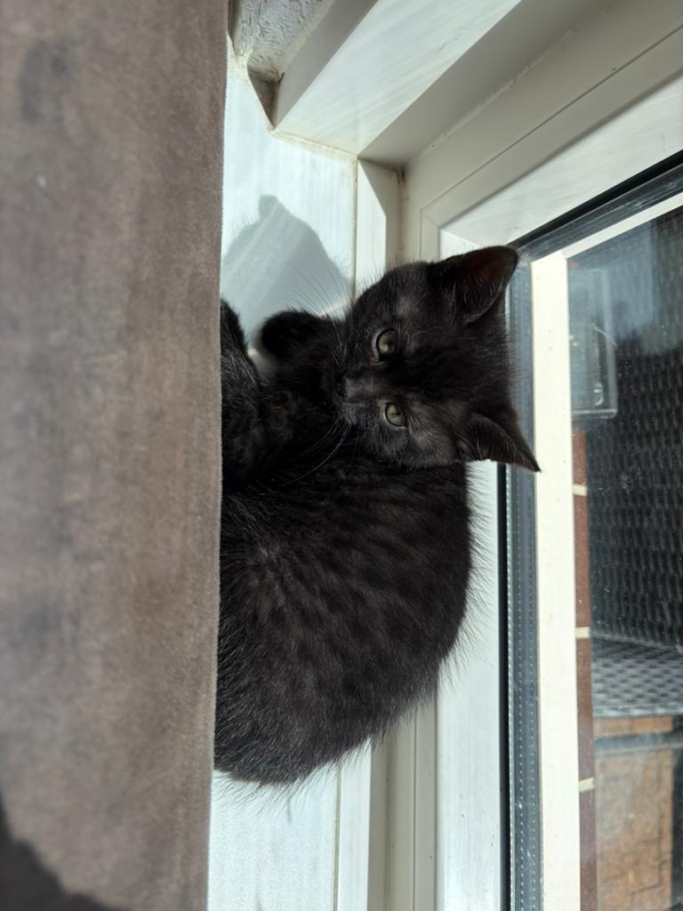 Britse korthaar x Bengaal, Dieren en Toebehoren, Katten en Kittens | Overige Katten, Meerdere dieren, Kortharig, 0 tot 2 jaar