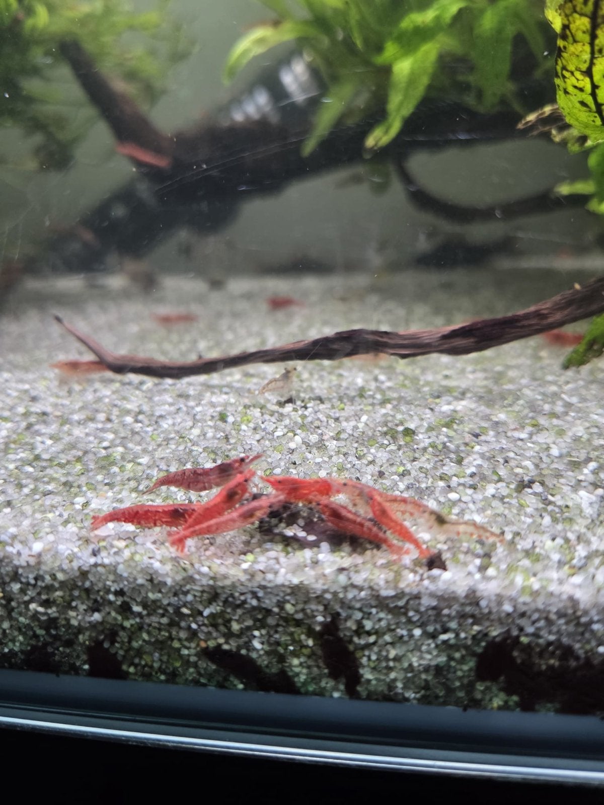 Vuurgarnalen – 10-15 stuks voor €5, Dieren en Toebehoren, Vissen | Aquariumvissen, Kreeft, Krab of Garnaal, Zoetwatervis