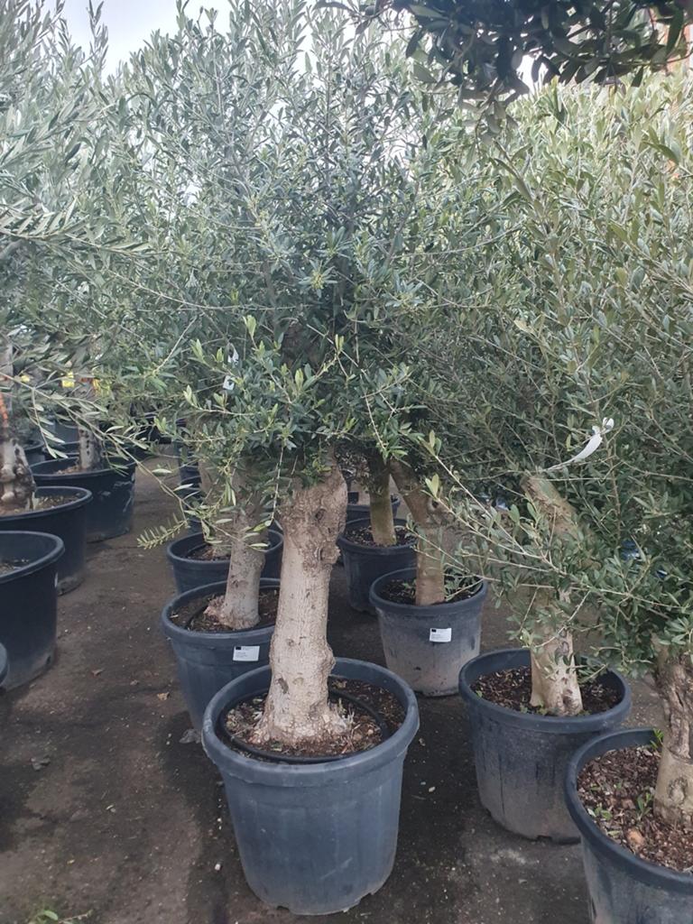 Olijfbomen, Tuin en Terras, Planten | Bomen, Olijfboom, 100 tot 250 cm, Volle zon, Ophalen