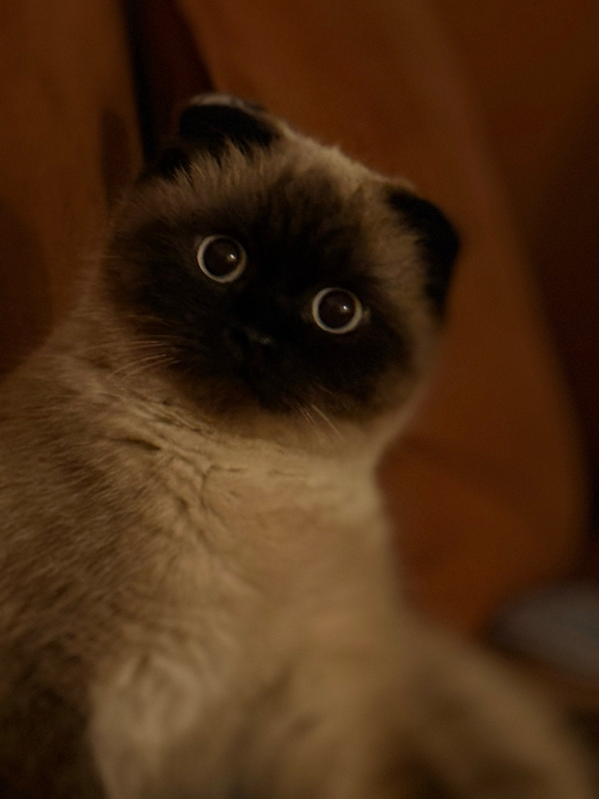 Scottish fold Duman, Kater, Kortharig, 0 tot 2 jaar