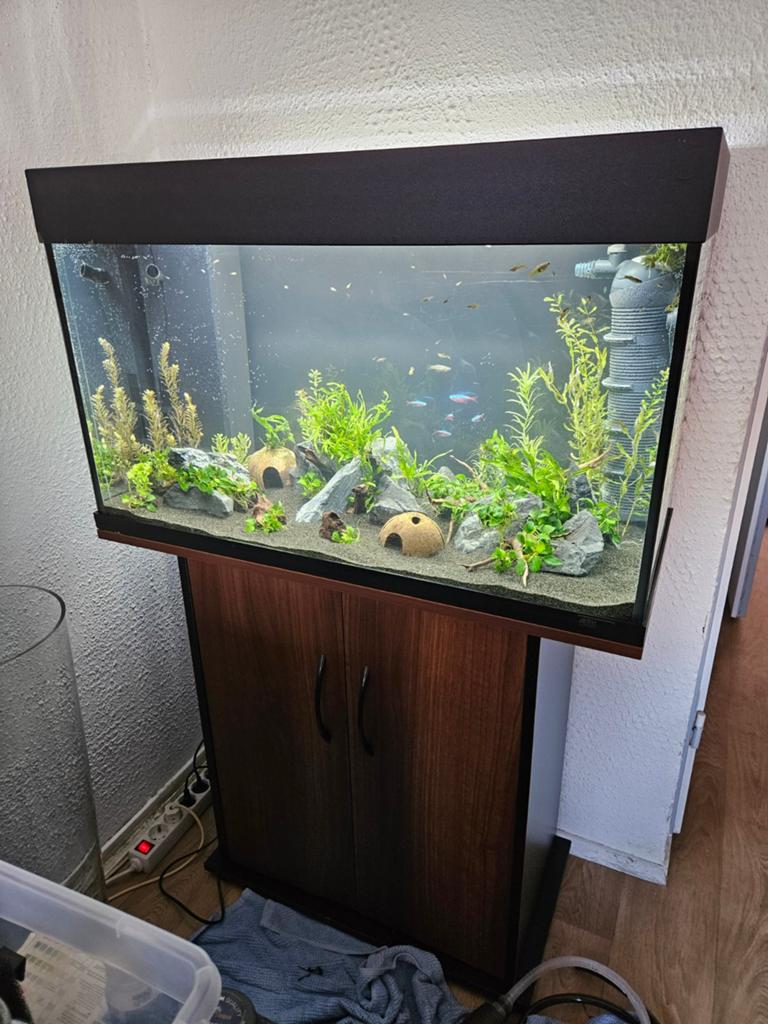 Juwel Rio 125, Ophalen, Inclusief vissen, Juwel, Gevuld zoetwateraquarium