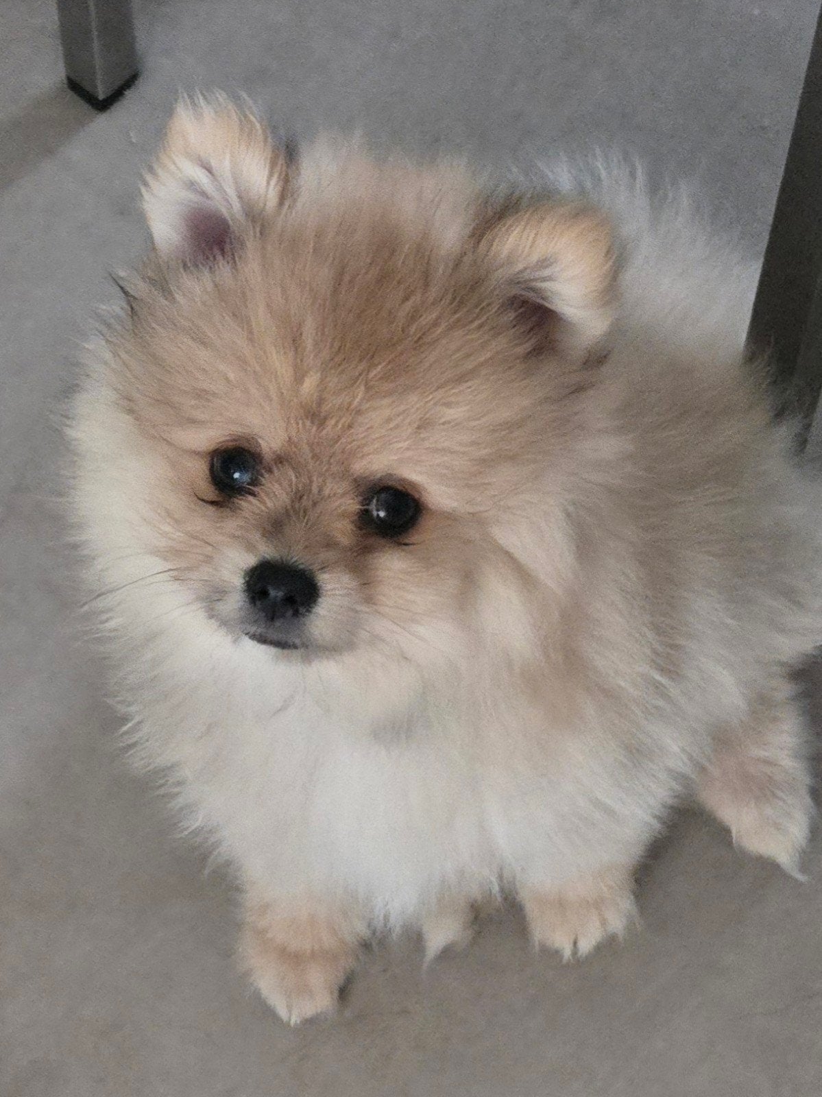 Pomeriaan pomeranian, Keeshond, 8 tot 15 weken, Meerdere, Meerdere dieren