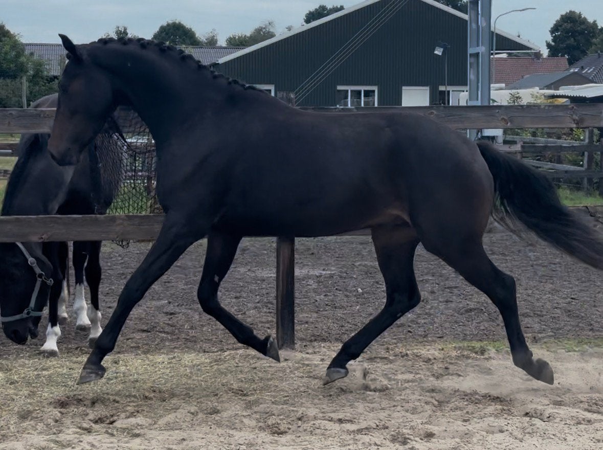 Gave drie jarige Florida TN!, Dieren en Toebehoren, Paarden, Ruin, Dressuurpaard, 3 tot 6 jaar