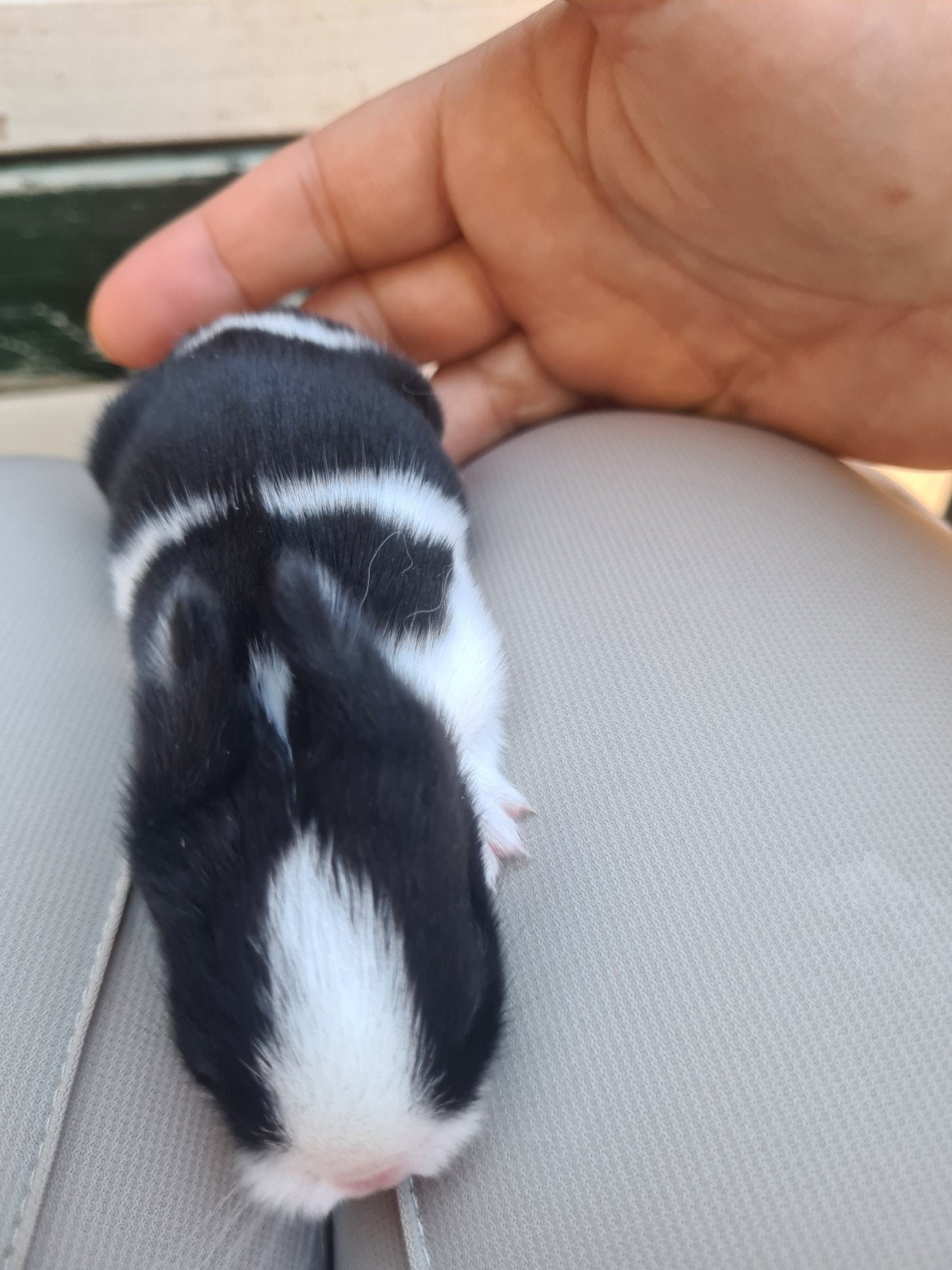 baby dwergkonijnen ze mogen  het nestje verlaten, Dieren en Toebehoren, Meerdere dieren, Dwerg, 0 tot 2 jaar