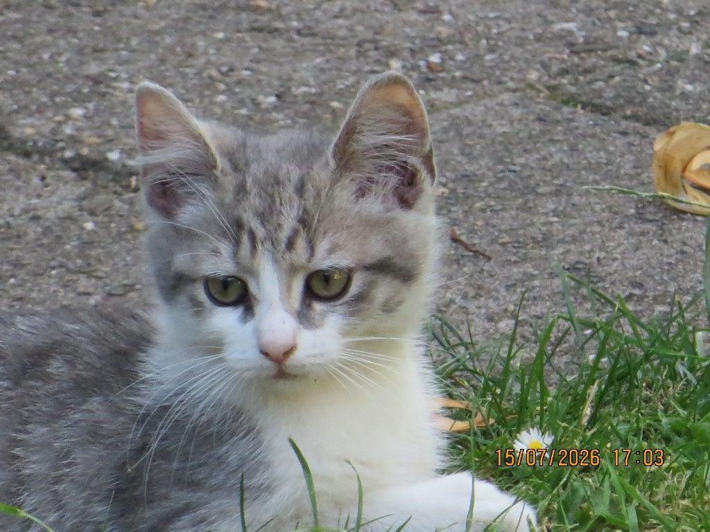 Zwerfkatje gevonden, Dieren en Toebehoren, Kat