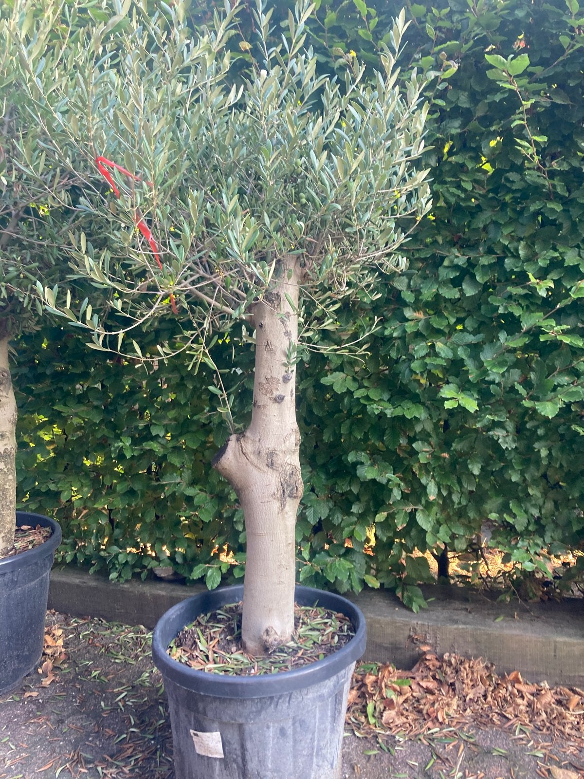 Olijfboom in pot - Mediterrane sfeer voor uw tuin, Volle zon, Vaste plant, Bloeit niet, Ophalen