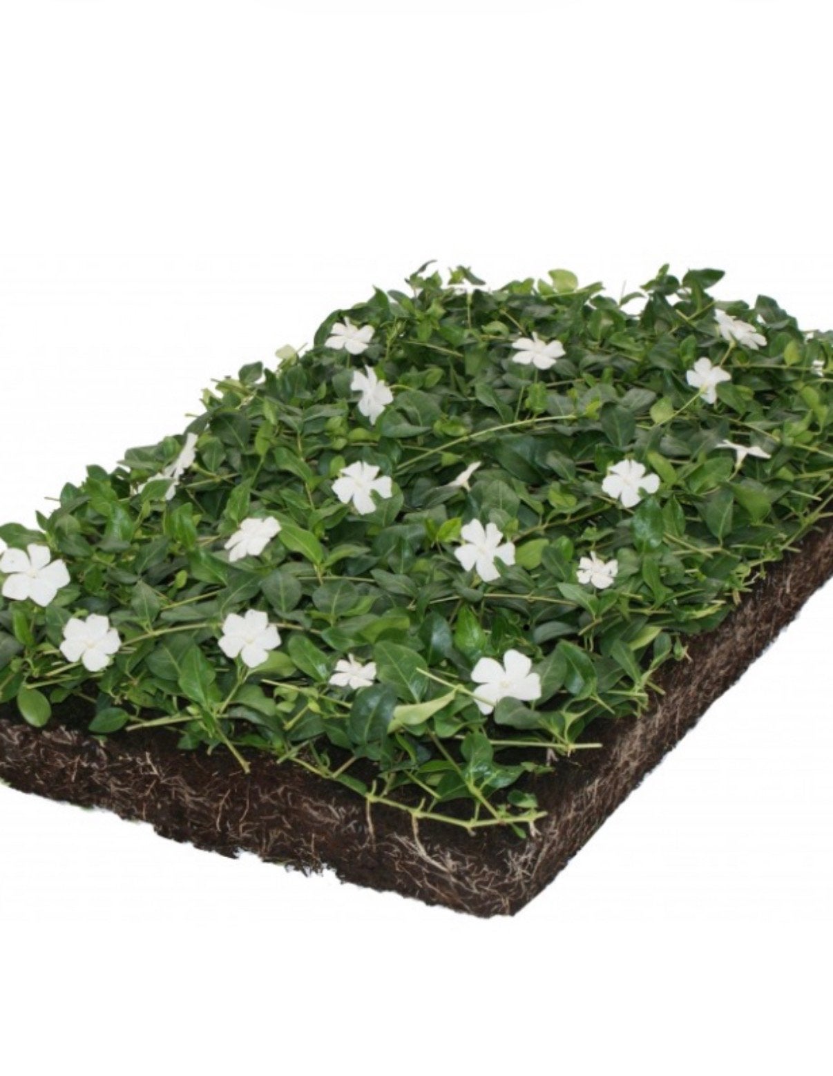 Sedum en Vinca: Groene en kleurrijke bodembedekkers, Bodembedekkers, Vaste plant, Ophalen of Verzenden, Halfschaduw