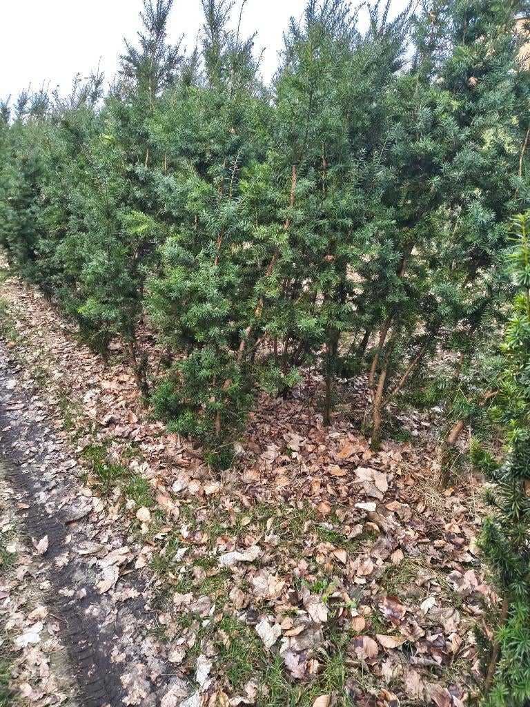 taxus  20 stuks ca 2 meter hoog 220 euro, Ophalen, Taxus, Haag, 100 tot 250 cm