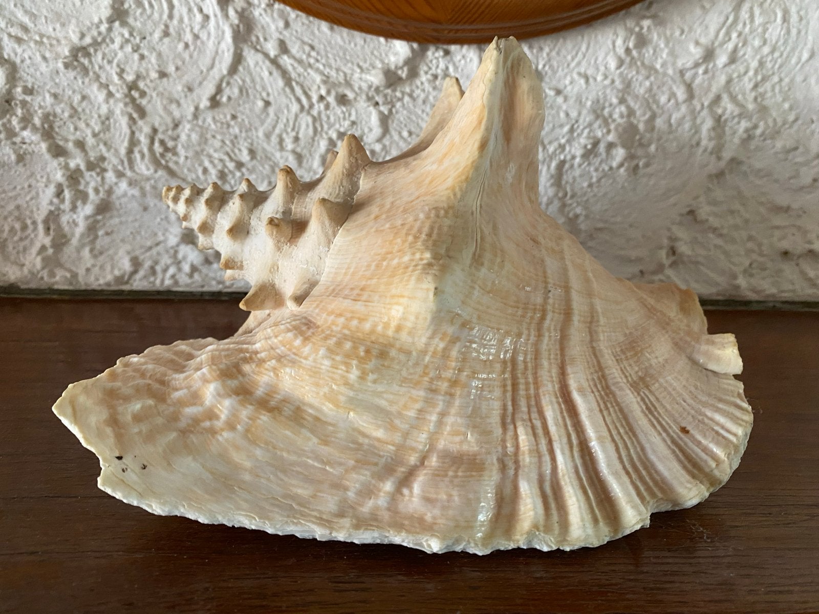 Grote vintage schelp - decoratieve conch, Ophalen of Verzenden, Gebruikt, Overige soorten, Overige typen