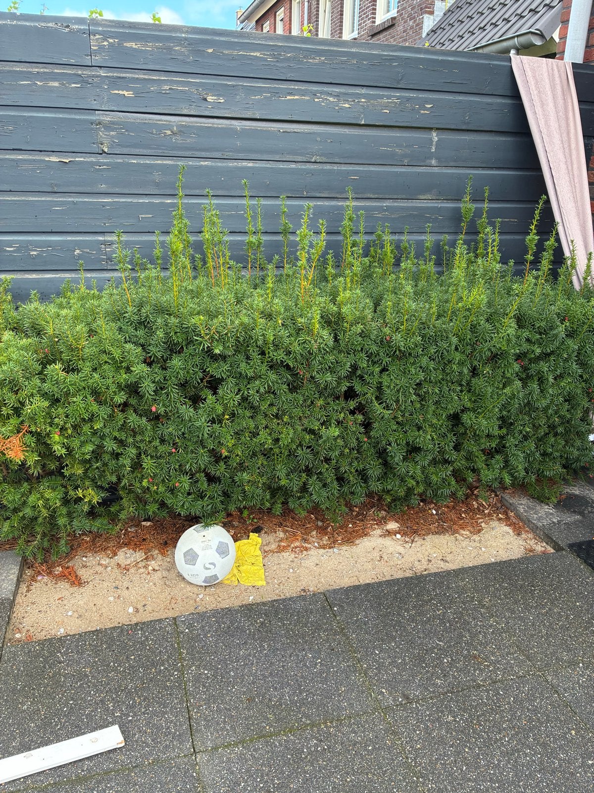 Taxus haag - Groenblijvende en onderhoudsvriendelijke haag, Ophalen, Taxus, Haag, 100 tot 250 cm