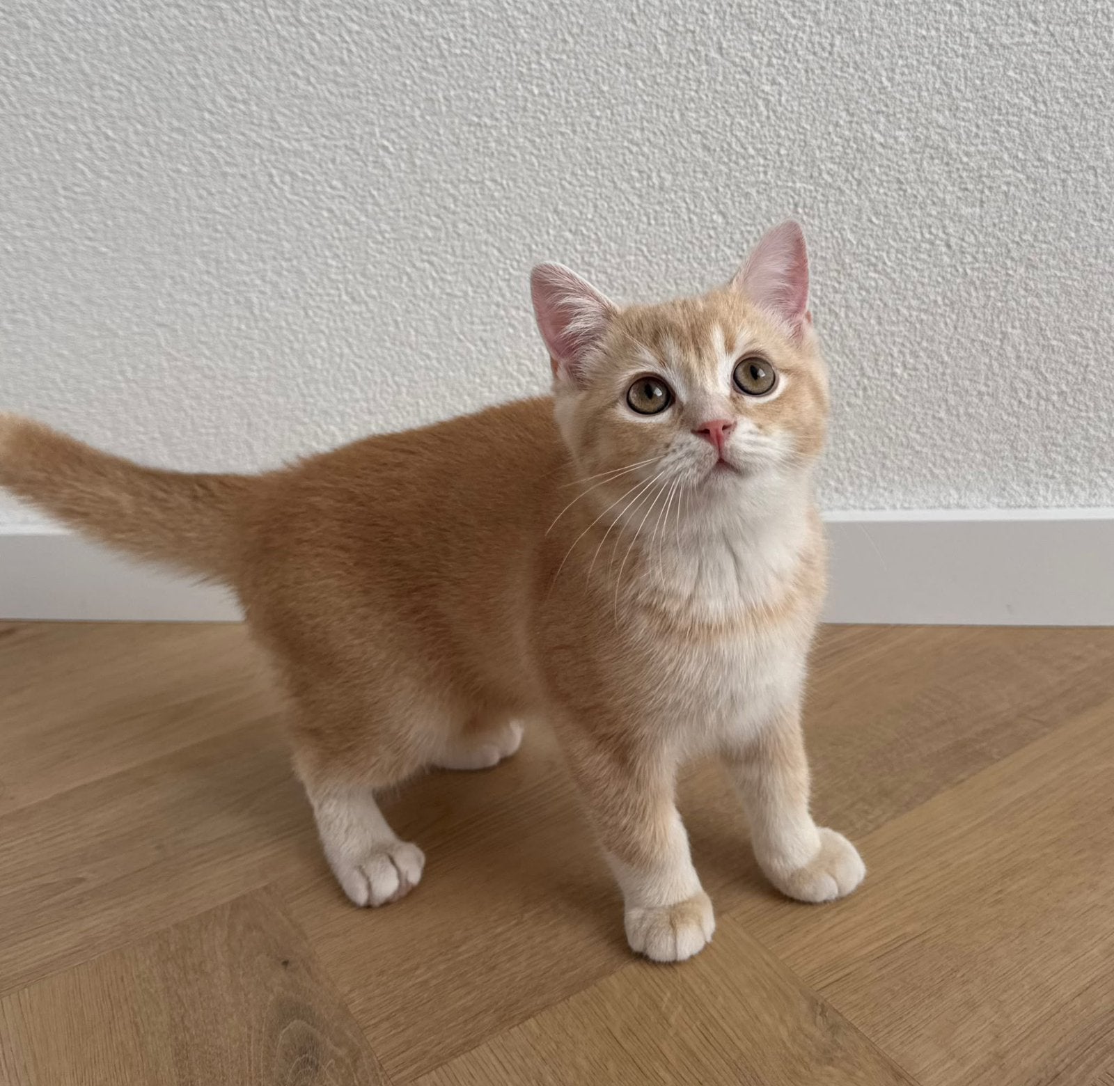 Britse Korthaar Kittens !!, Meerdere dieren, Ontwormd