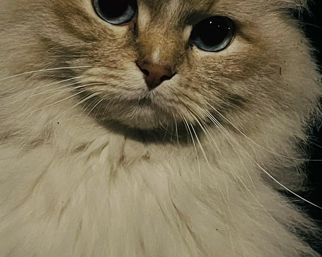 Ragdoll Kitten zijn van 27 maart, Geslacht onbekend