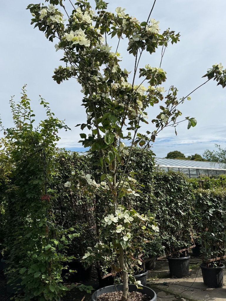 Bloeiende Kornoelje boom - Prachtige blikvanger voor uw tuin, Lente, 250 tot 400 cm, Volle zon, In pot