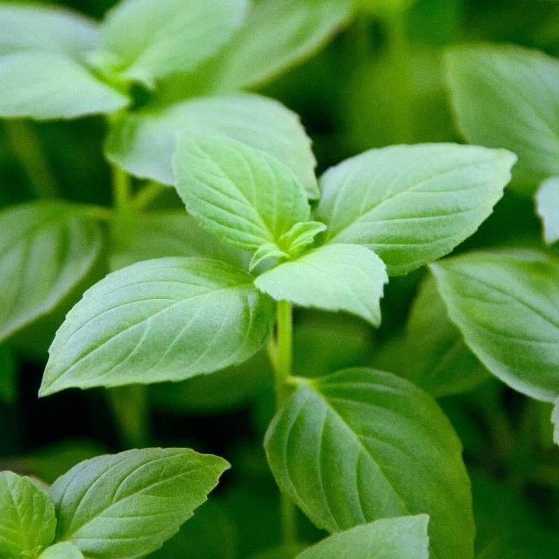 Uit de biologische moestuin: Citroenbascilicum, zaden, Ophalen of Verzenden, Gehele jaar, Volle zon, Zaad