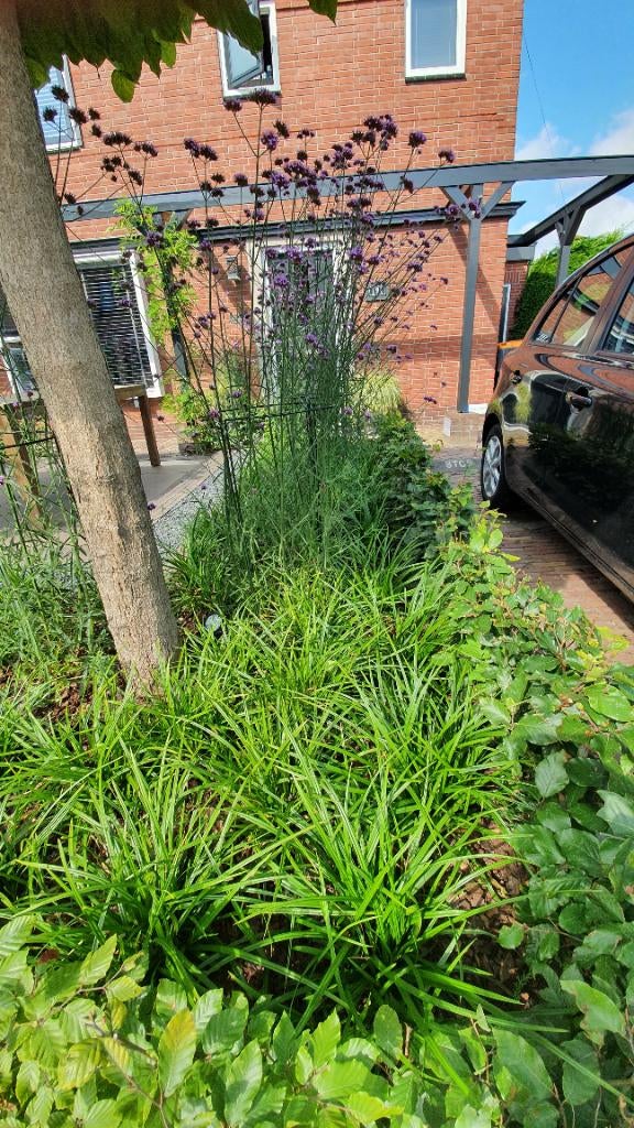 Vaste plantenstekken en 2-jarige plantenstekken, Ophalen, Vaste plant, Overige soorten, Volle zon
