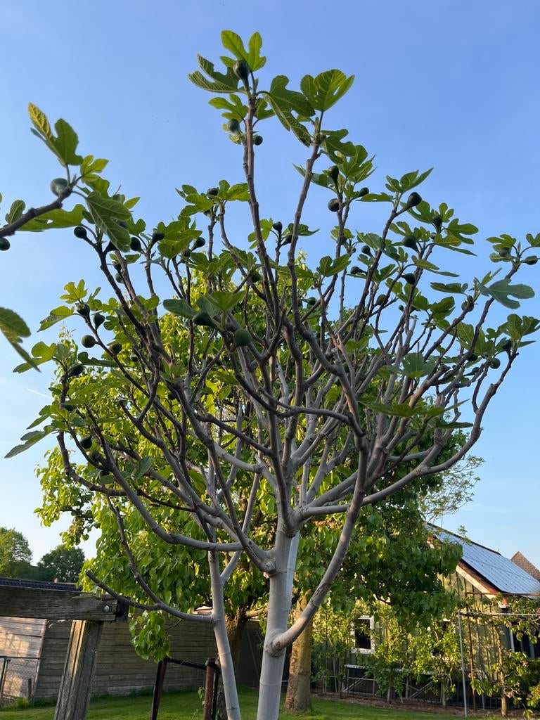 Vijgenboom in pot - Heerlijke vruchten gegarandeerd!, Tuin en Terras, Planten | Bomen, Overige soorten, Lente, 250 tot 400 cm
