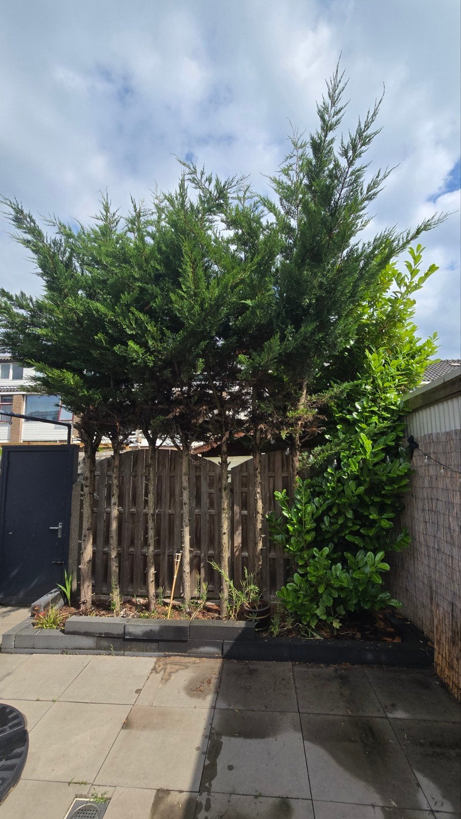 Leibomen GRATIS MAAR ZELF UITGRAVEN, Ophalen, Volle zon, Overige soorten