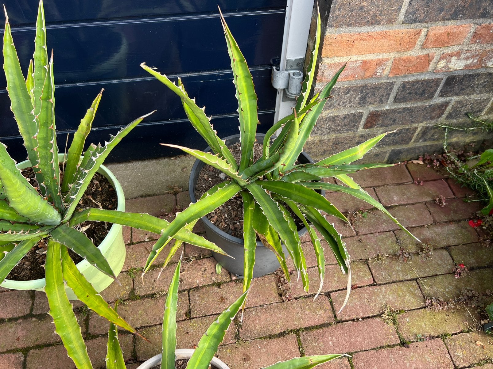 Agave lopantha, Overige soorten, Volle zon, Vaste plant, Ophalen of Verzenden