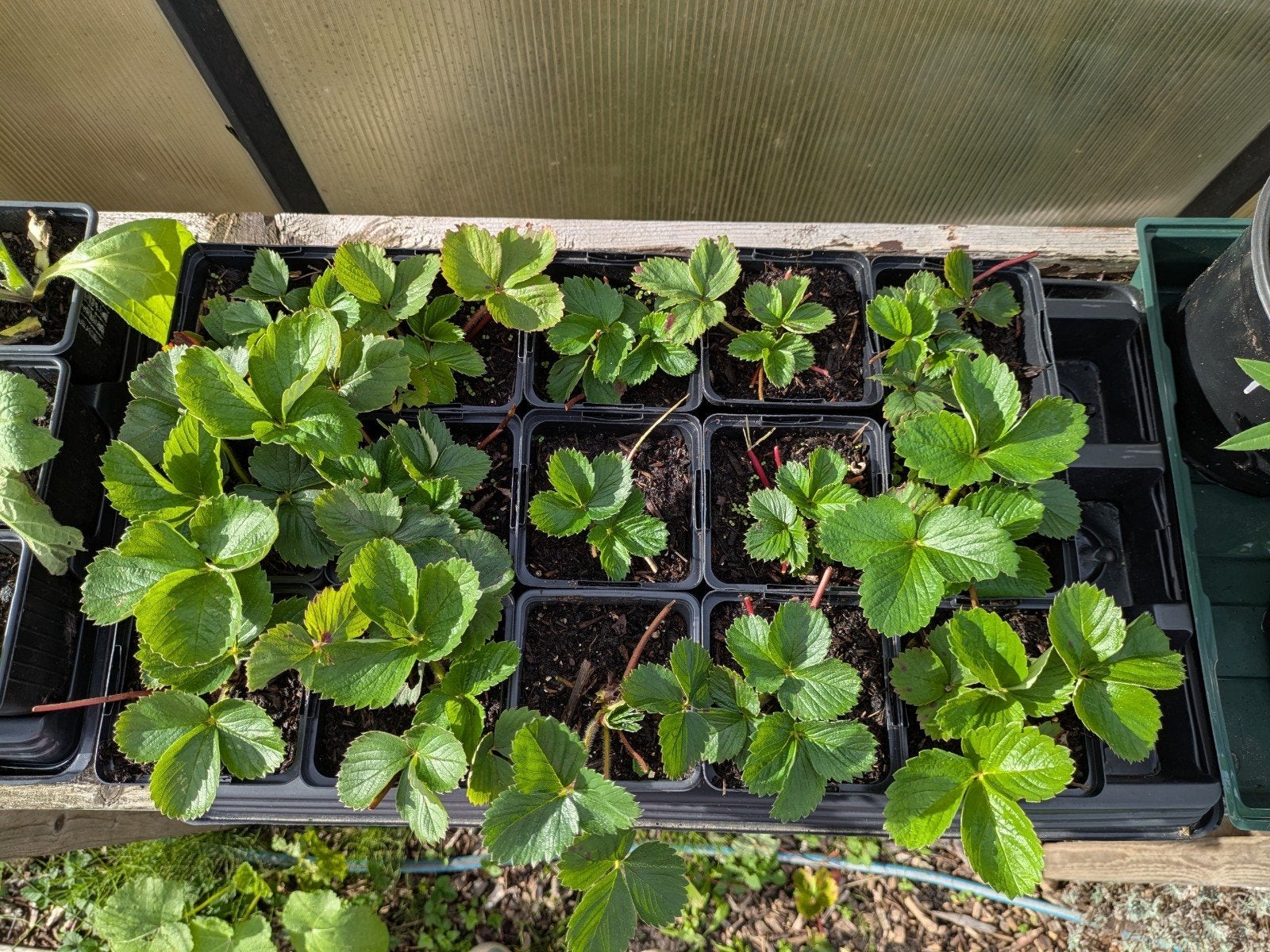 Aardbeiplanten Korona, Volle zon, Vaste plant, Zomer, Ophalen