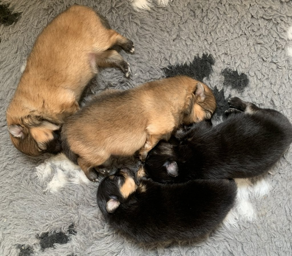 DWERGKEES/POMERIAAN PUPS met FCI STAMBOOM, Dieren en Toebehoren, Honden | Poolhonden, Keeshonden en Oertypen, Keeshond, 8 tot 15 weken
