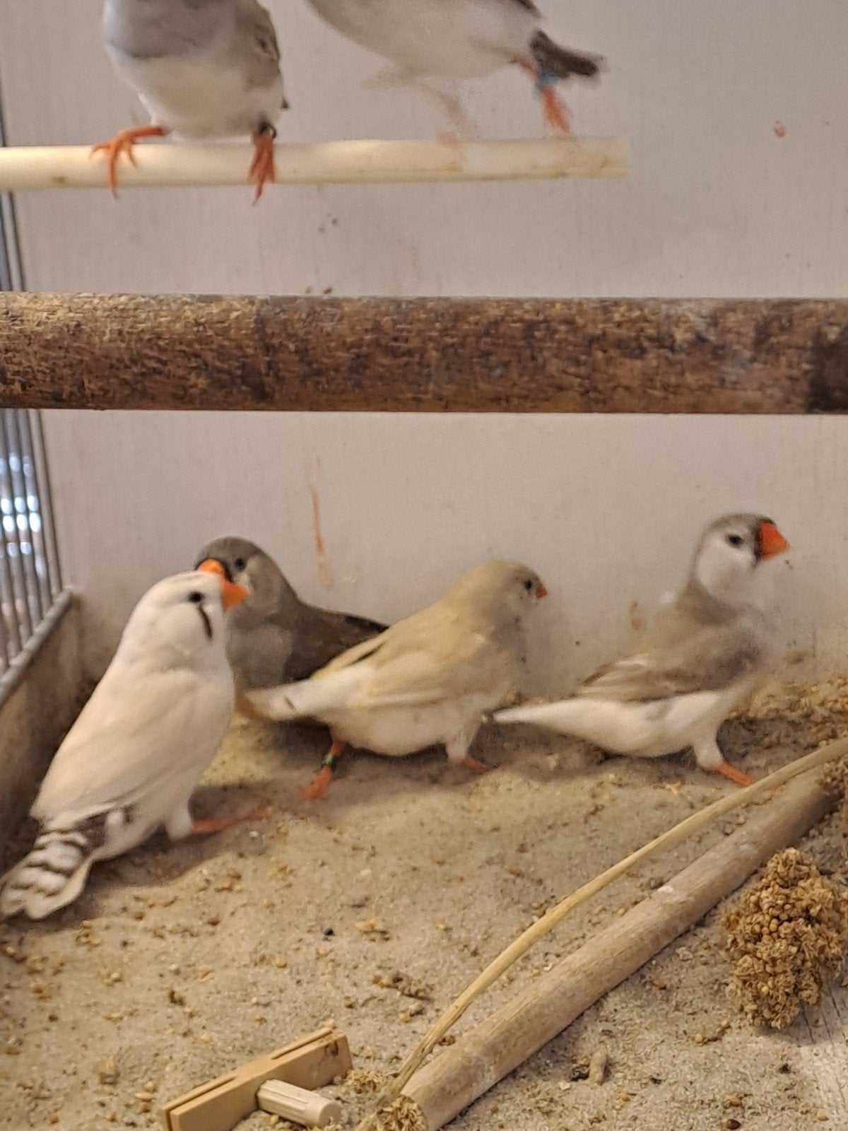zebravinken meesten zijn poppen, Dieren en Toebehoren, Meerdere dieren, Geringd