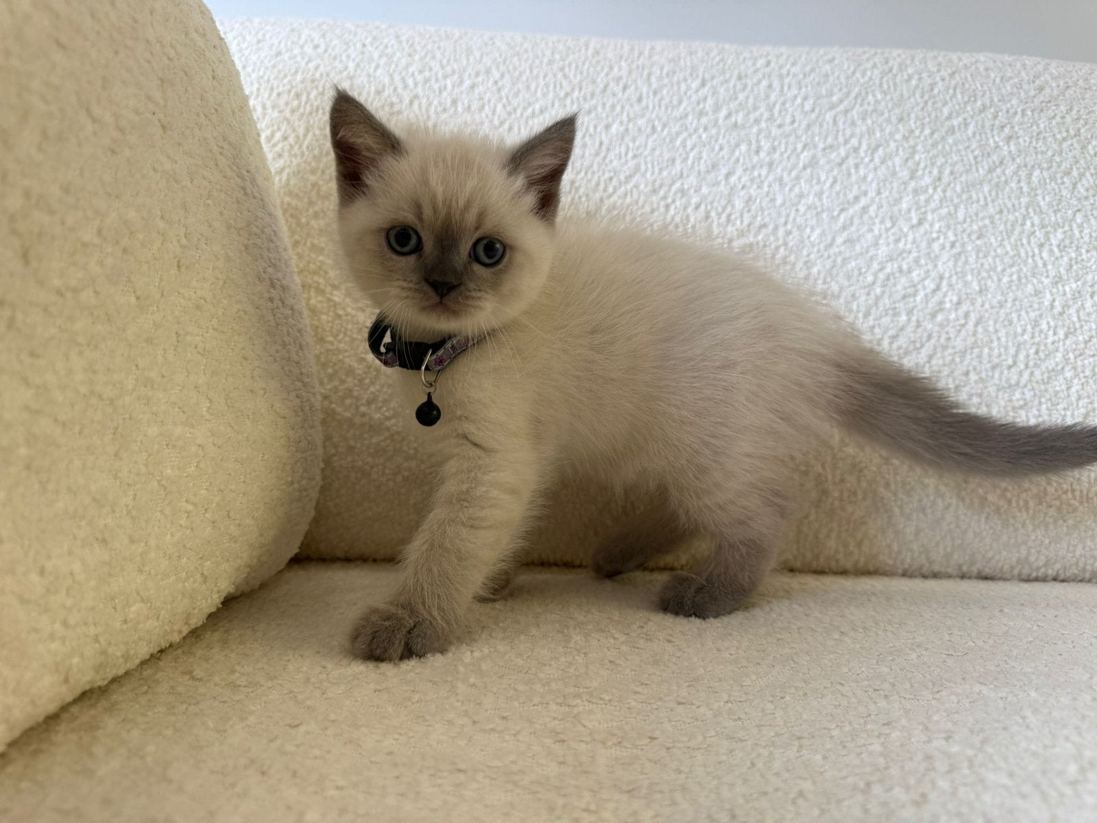 Bule point kitten, Poes