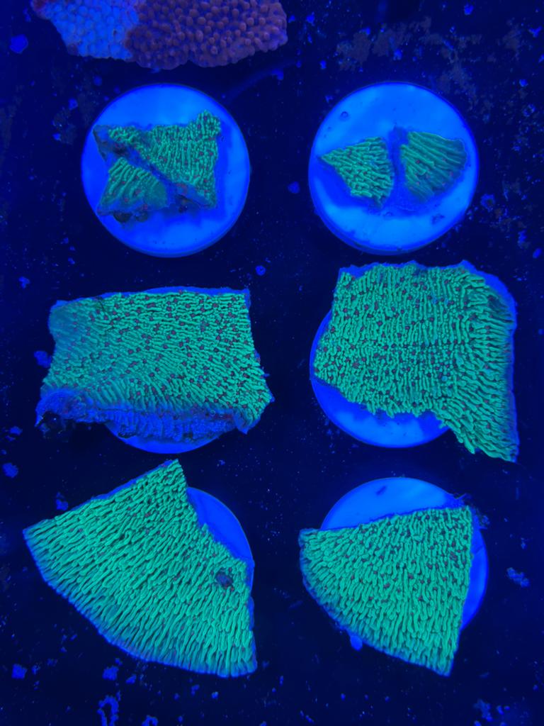 Montipora chili pepper stekken, Dieren en Toebehoren, Overige typen