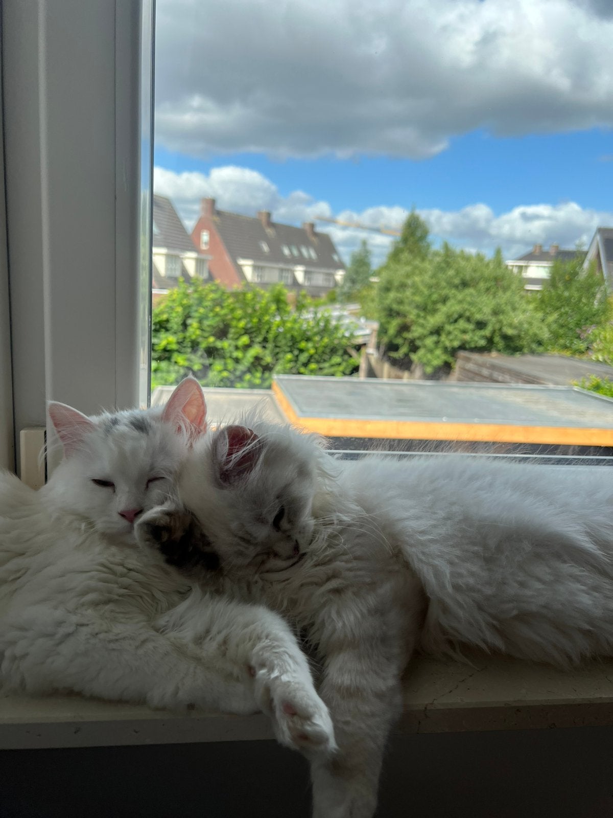 Liefdevol huis gezocht!!, Dieren en Toebehoren, Katten en Kittens | Raskatten | Langhaar, Meerdere dieren, Gechipt