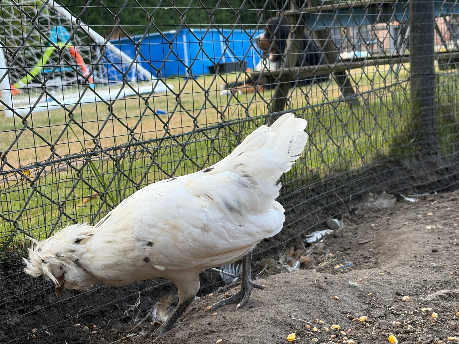 Kip, Dieren en Toebehoren, Mannelijk, Kip