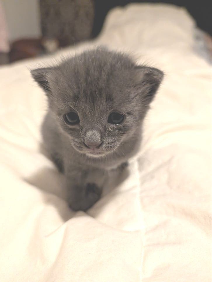 te koop mooie kittens, Meerdere dieren, Met stamboom, 0 tot 2 jaar
