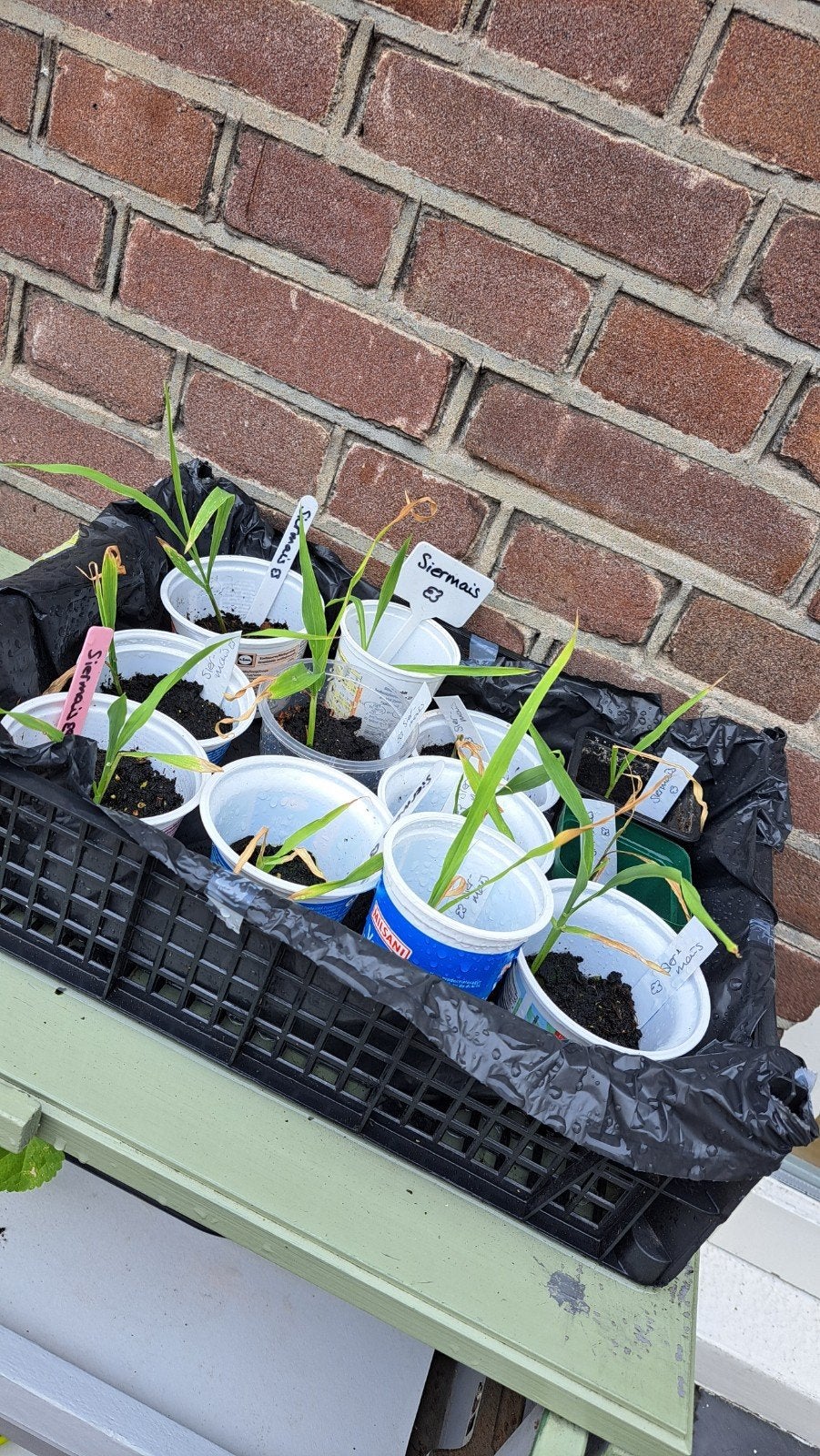 Siermais, Ophalen, Overige soorten, Volle zon