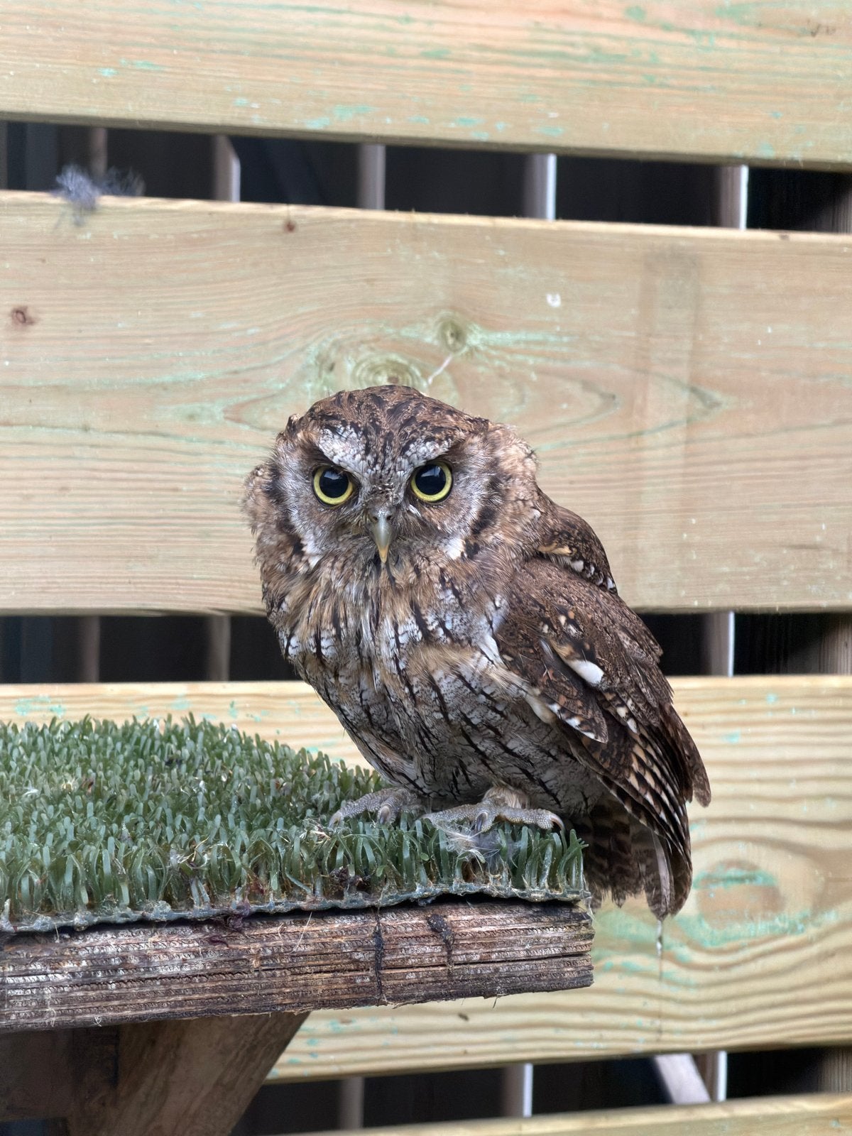 Otus choliba, Meerdere dieren, Roofvogel, Tam