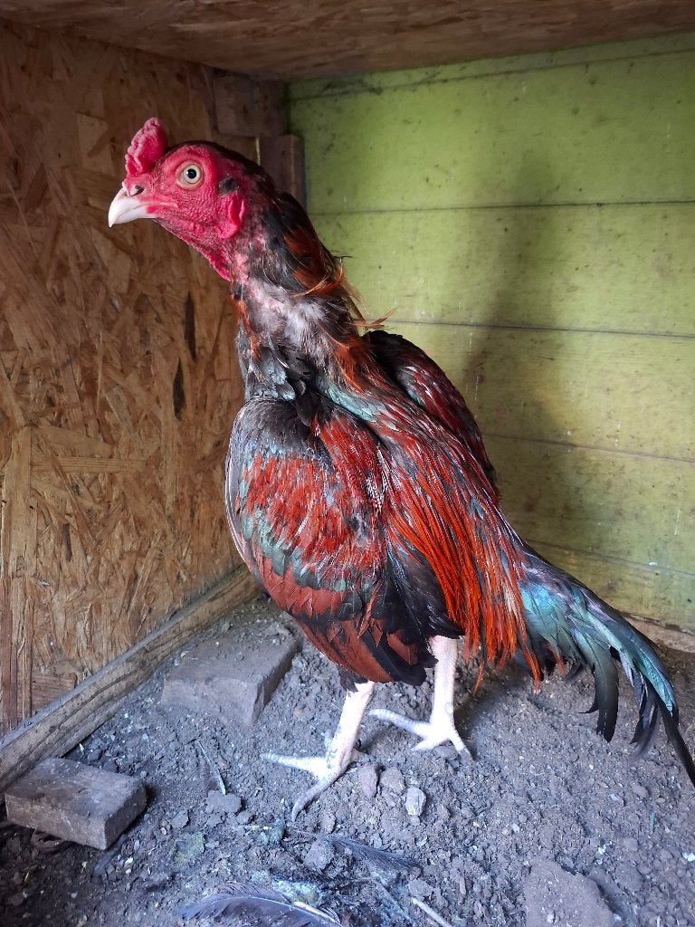 Shamo aseel haan te koop, Dieren en Toebehoren, Pluimvee, Kip, Mannelijk
