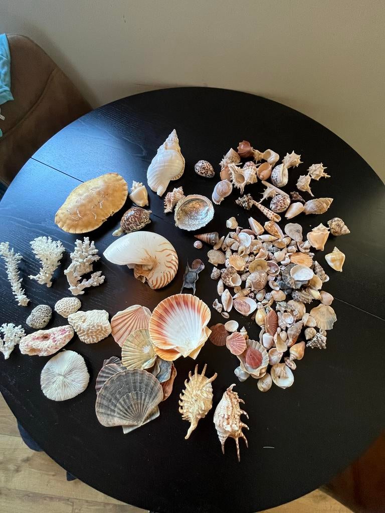 Diverse schelpenverzameling - Decoratie en hobby, Verzamelen, Mineralen en Fossielen, Verzenden