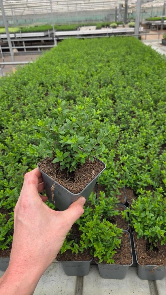 Lonicera Maigrun - Kamperfoelie - Groene vaste plant, Bodembedekkers, Vaste plant, Ophalen of Verzenden, Bloeit niet