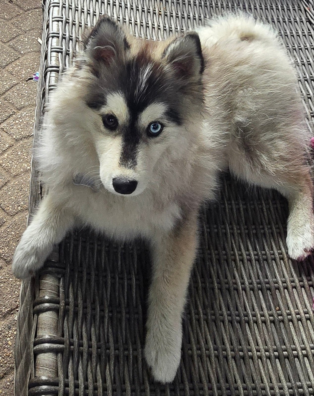 pomsky 5 maanden, Parvo, 15 weken tot 1 jaar, Teef, Poolhond
