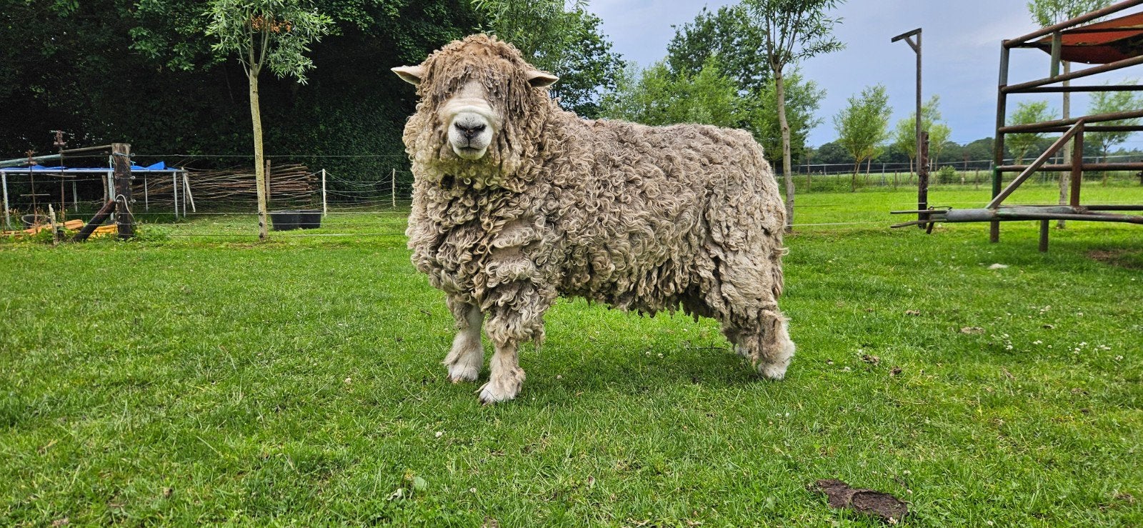 Devon and Cornwall ram, Mannelijk, Schaap, 6 jaar of ouder