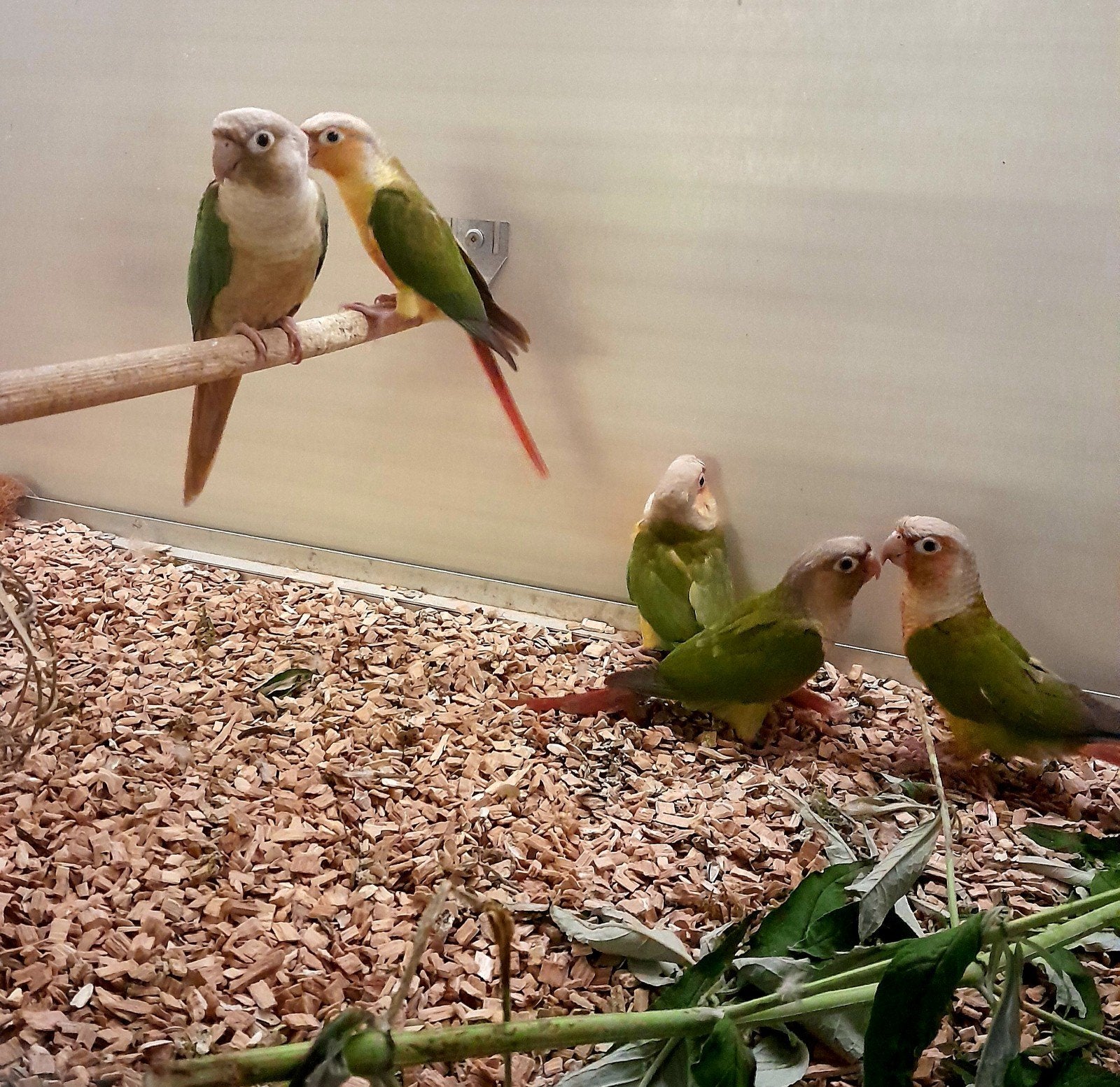 Pyrrhura's, Dieren en Toebehoren, Vogels | Overige Vogels, Meerdere dieren, Tropenvogel, Geringd