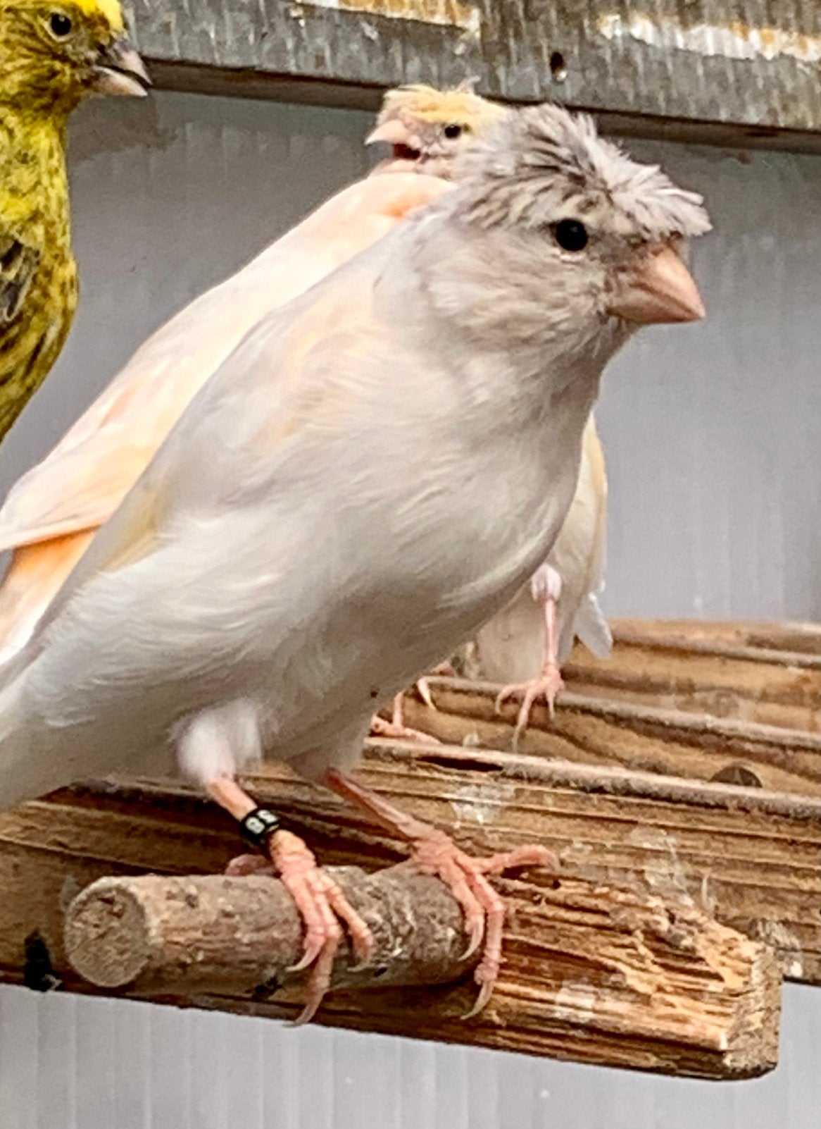 Kanarie maan te koop 2026, Meerdere dieren