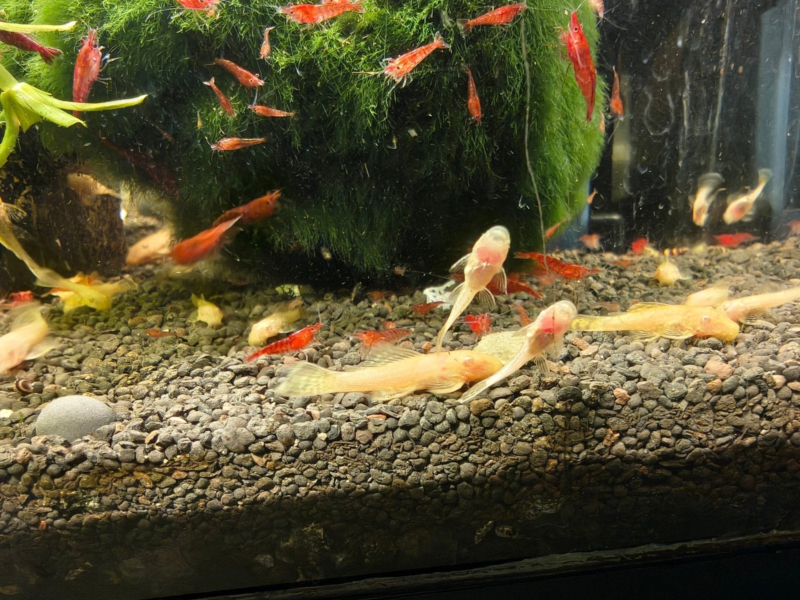 Jonge albino ancistrus algeneters 3 stuks voor €6,00., Dieren en Toebehoren, Vis