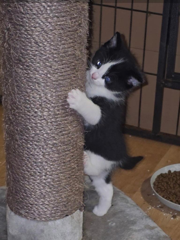 3 prachtige kittens, Dieren en Toebehoren, Katten en Kittens | Overige Katten