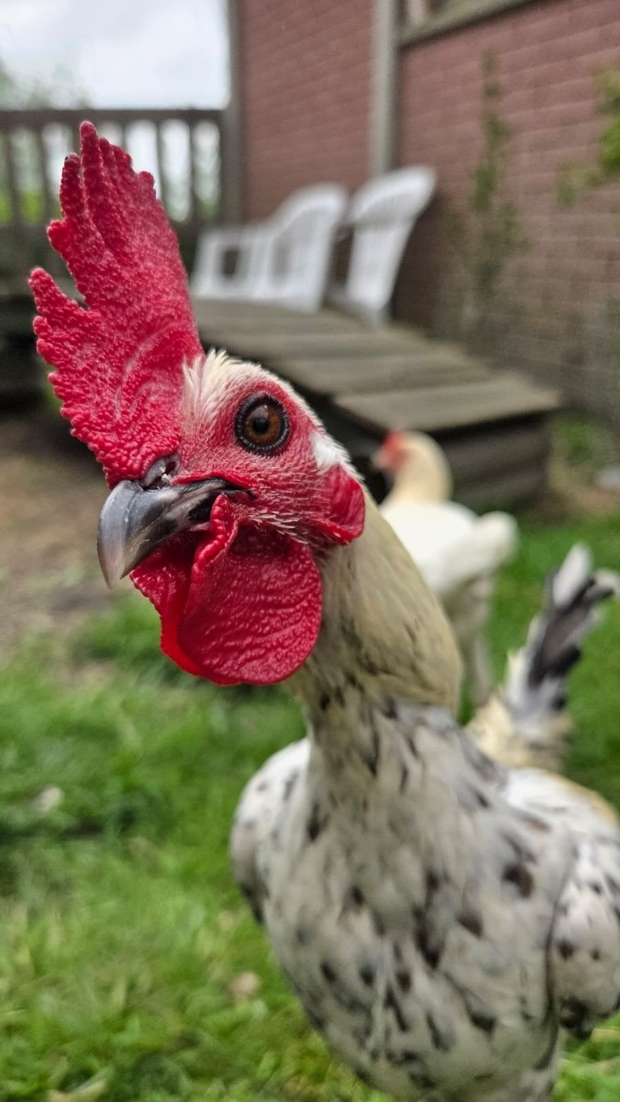 Modern Engelse vechtkriel haantje, Dieren en Toebehoren, Pluimvee, Mannelijk, Kip