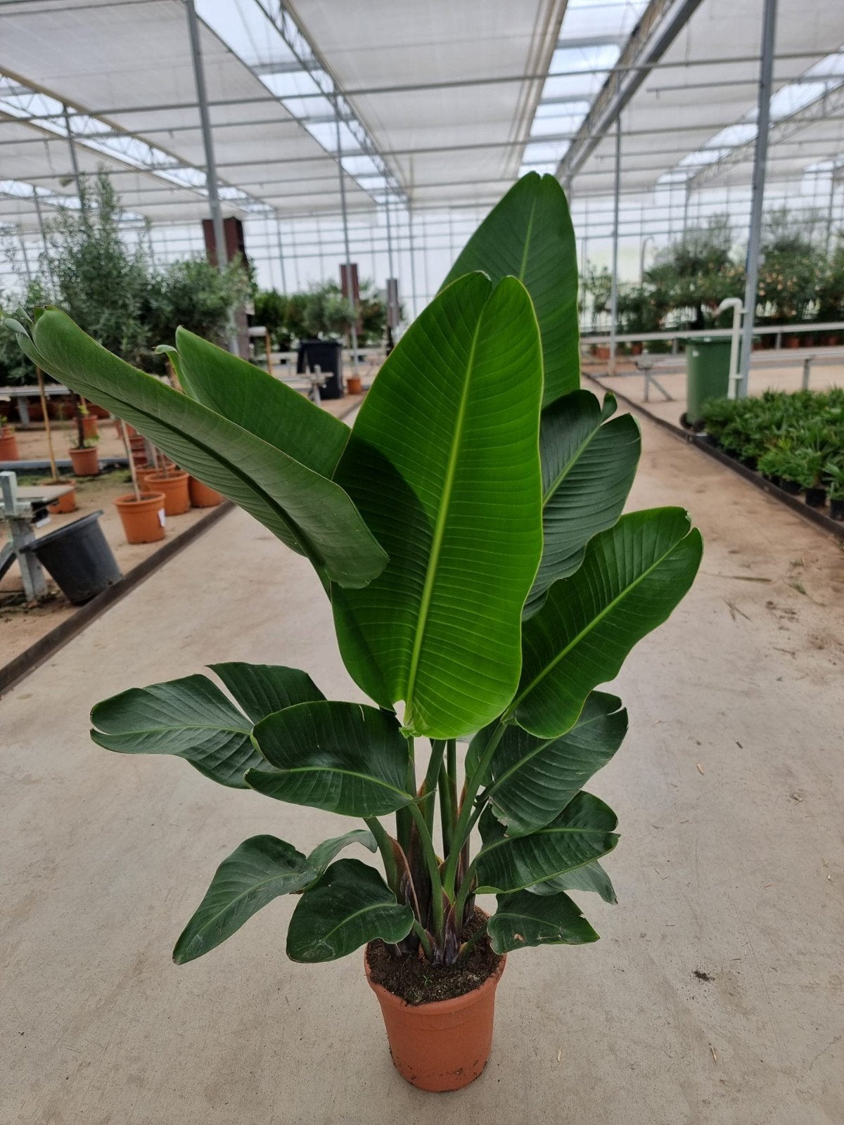 Sterke Strelitzia's vanuit Sicilië - Pot 27, 1.60m hoog, Huis en Inrichting, Kamerplanten, Ophalen, Halfschaduw, 200 cm of meer