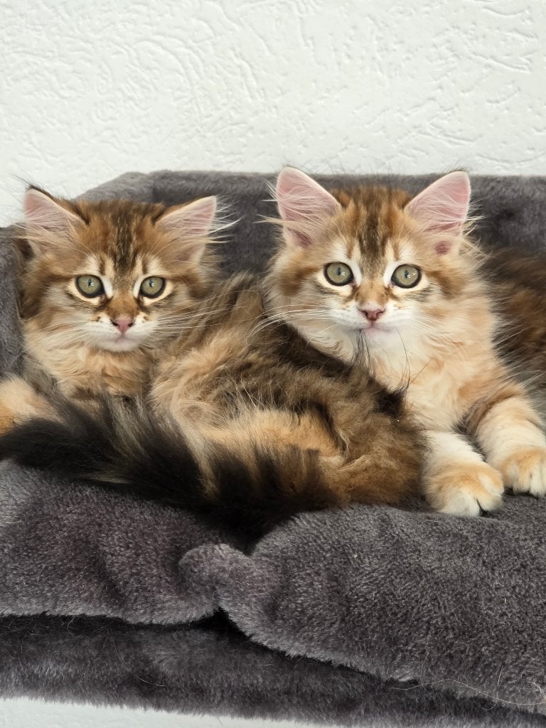 Siberische kittens met snamboom., Dieren en Toebehoren, Meerdere dieren, Met stamboom, 0 tot 2 jaar