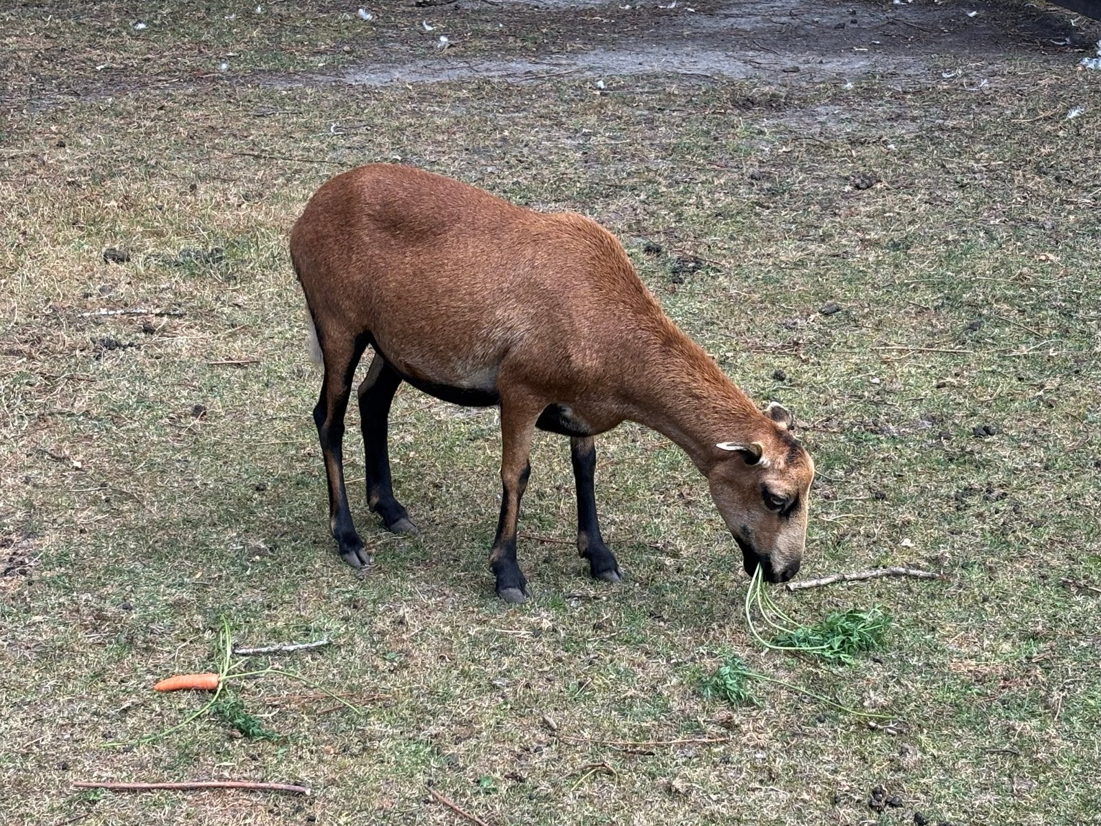 Black belly haar schaap, Dieren en Toebehoren, Vrouwelijk, Schaap, 0 tot 2 jaar