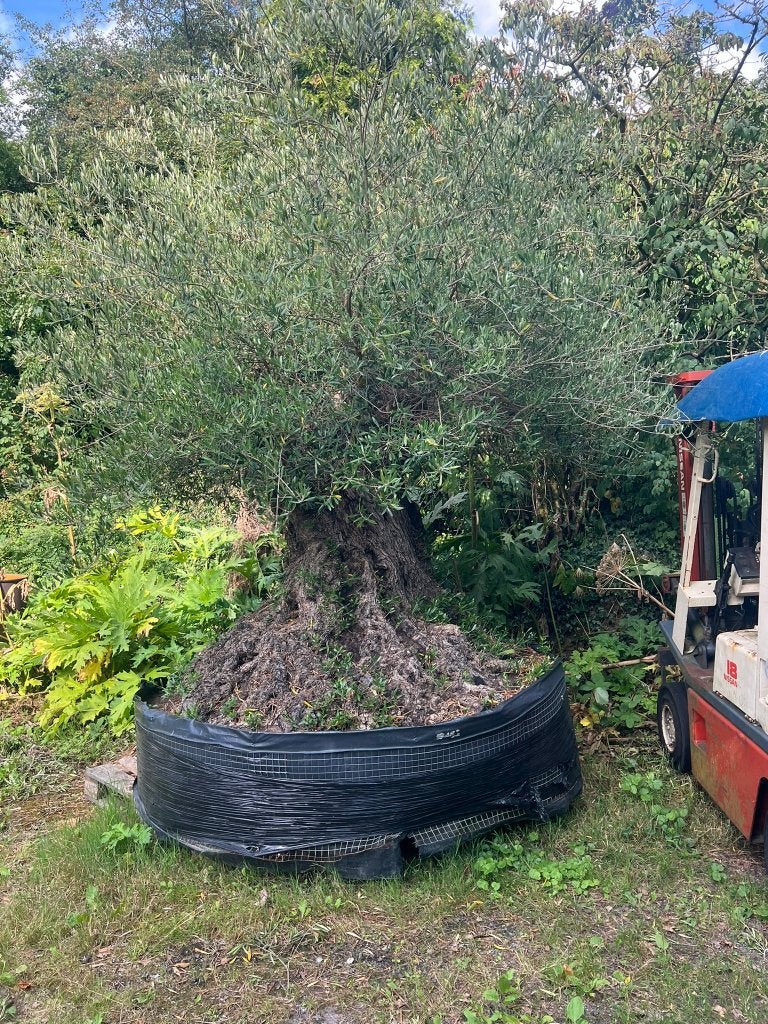 olijfboom 500 jaar oud, Tuin en Terras, Planten | Bomen, Ophalen of Verzenden, Lente, Olijfboom, 250 tot 400 cm