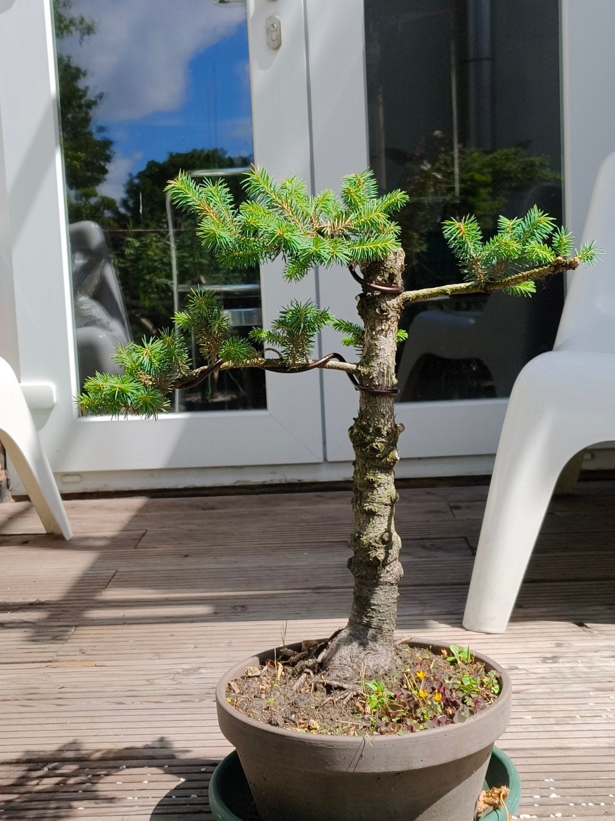 Picea Pungens bonsai starter, pre bonsai, Ophalen, Bloeit niet, Halfschaduw, Overige soorten