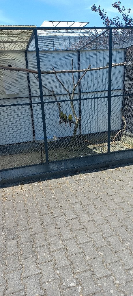 Bergparkiten, Geslacht onbekend, Parkiet, Geringd