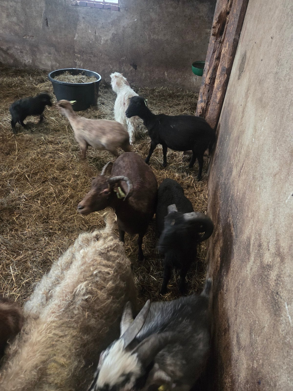 Te koop mini schaapjes, Vrouwelijk, Schaap