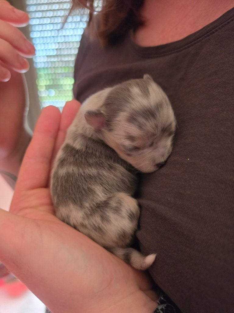Chihuahua pup, Parvo, België, Particulier, Reu
